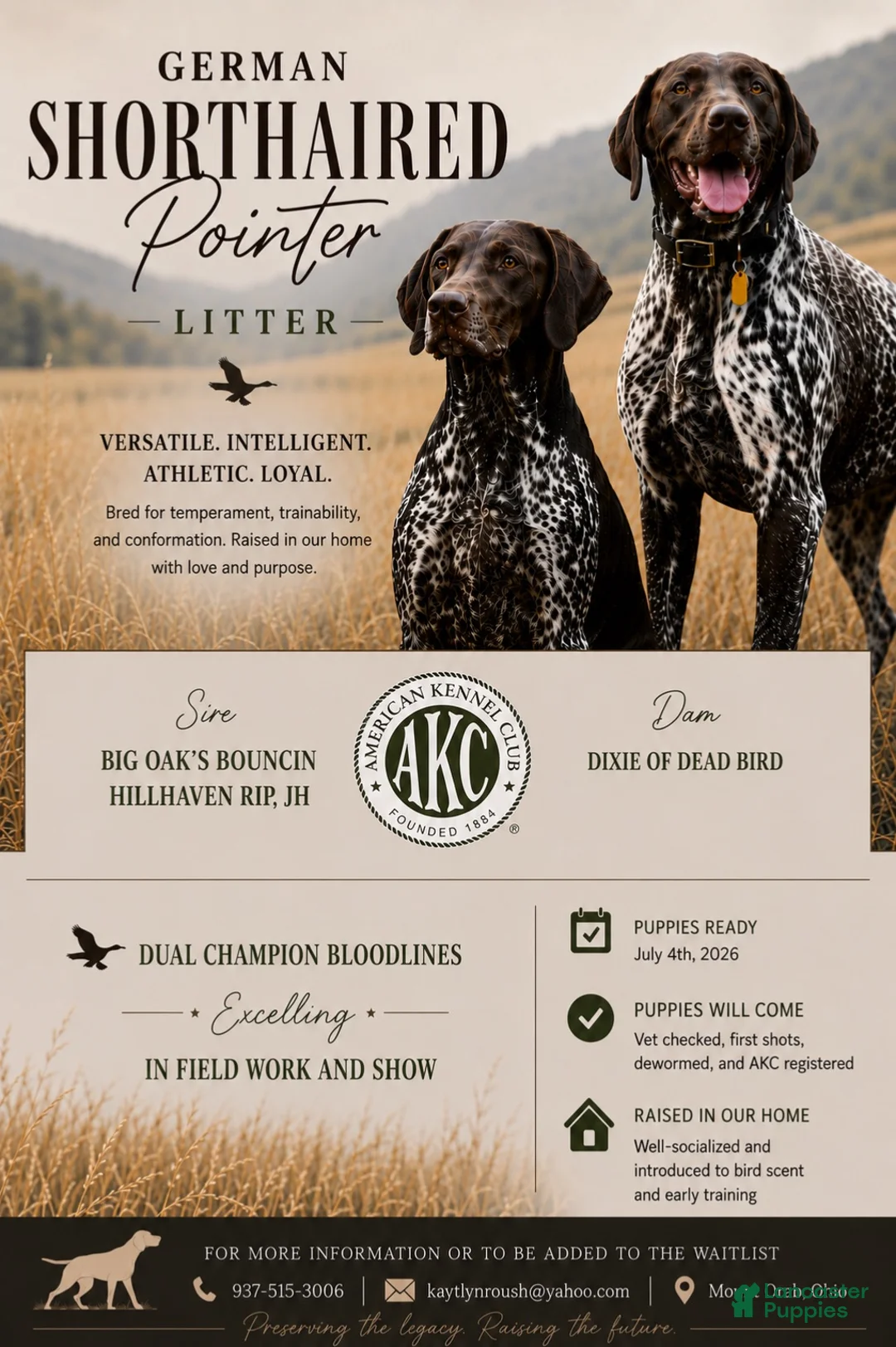 German Shorthaired Pointer dogs for sale: German Shorthaired Pointer 3 - Ad 4