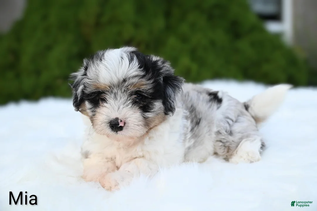 Miniature Australian Shepherd dogs for sale: Mia - Ad 7