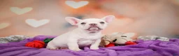 French Bulldog dogs for sale: Sadie - Ad 9