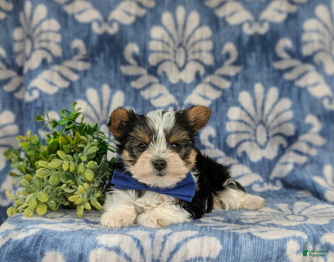 Yorkshire Terrier dogs for sale: Jax 4.5 lbs Full Grown - Ad 8