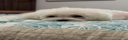 Maltese dogs for sale: Pumpkin - Ad 3