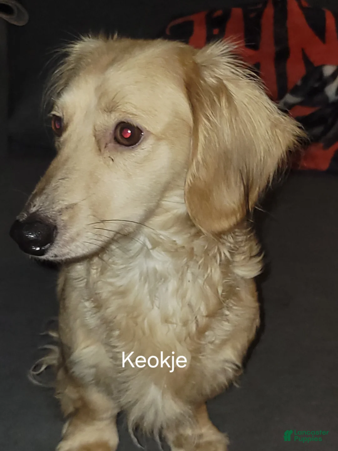 Dachshund dogs for sale: Kiwi, shaded cream - Ad 5