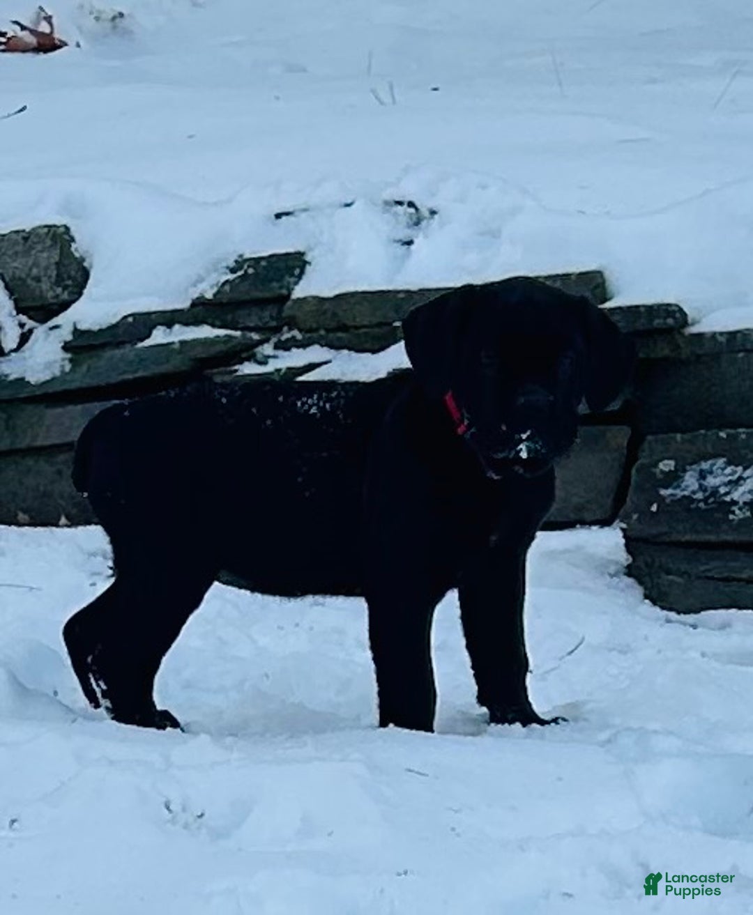 Cane Corso dogs for sale: Cane Corso Puppy 1 - Ad 13