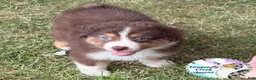 Australian Shepherd dogs for sale: Moth - Ad 3