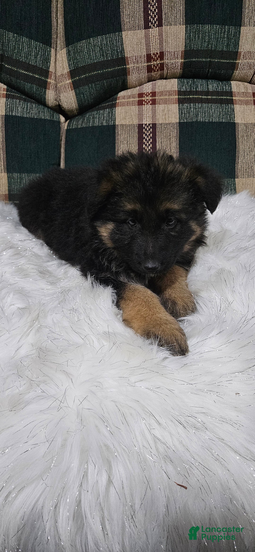 German Shepherd dogs for sale: Chloe - Ad 3