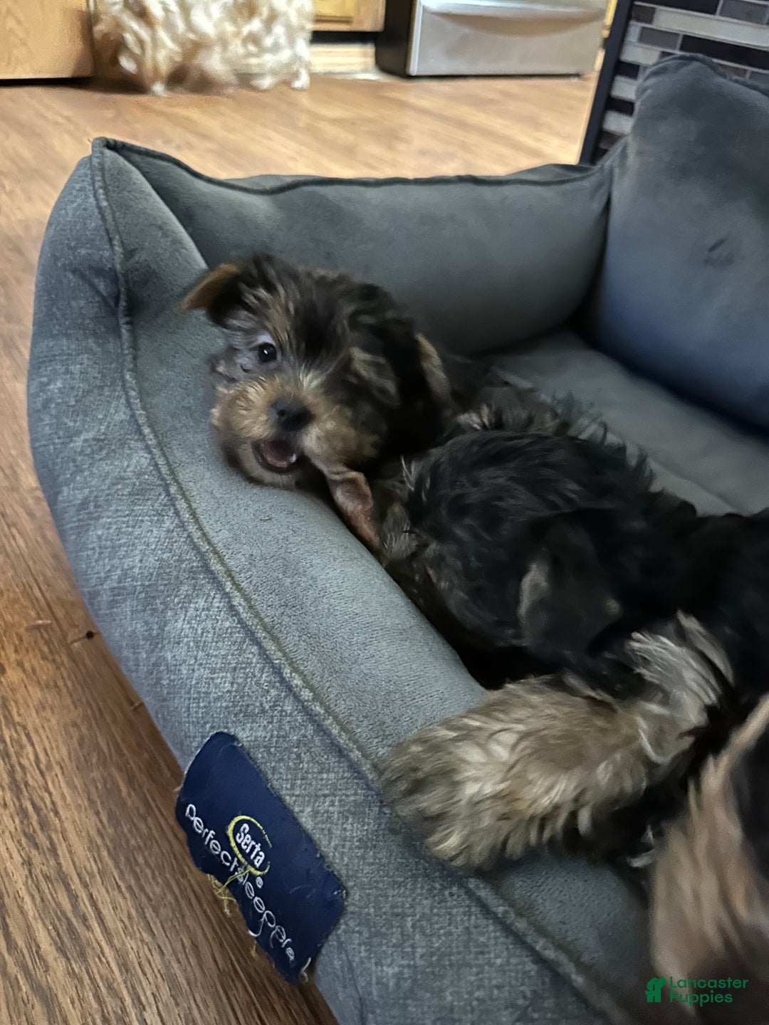 Yorkshire Terrier dogs for sale: Yorkshire Terrier Puppy 3 - Ad 5