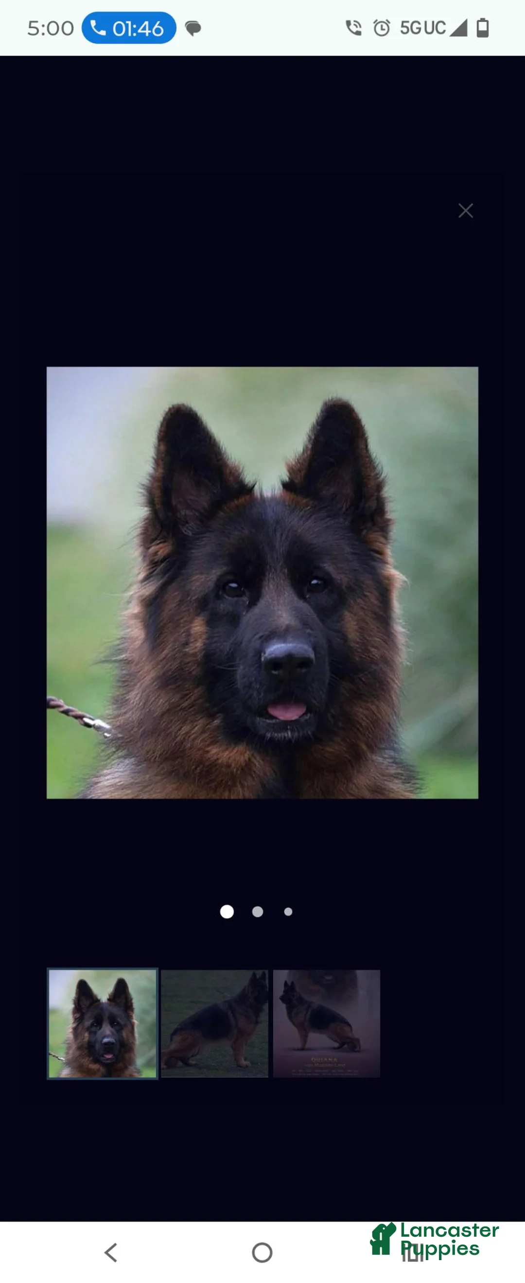 German Shepherd dogs for sale: Stella  - Ad 4