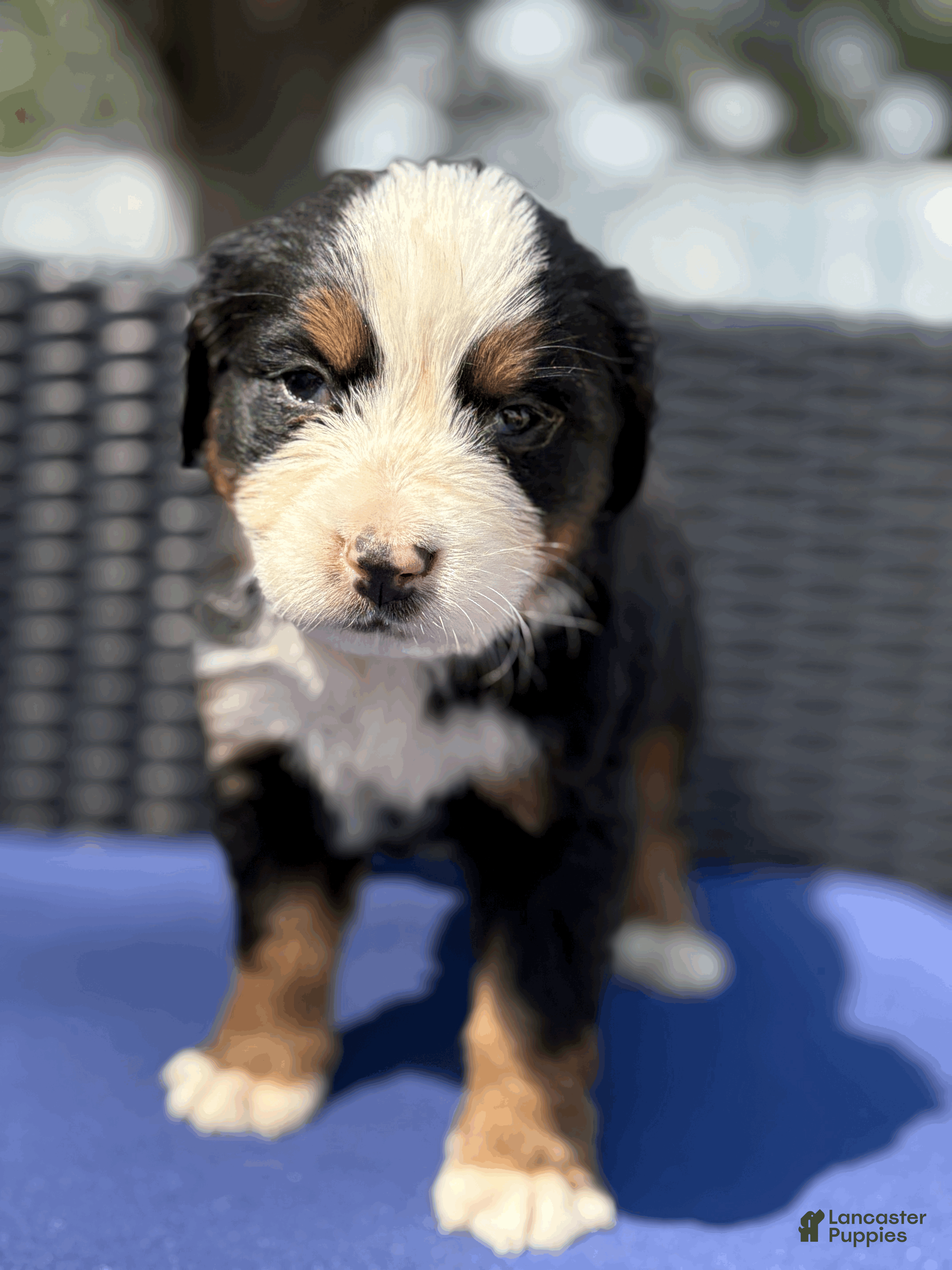 Bernese Mountain Dog dogs Charm  - Ad 2