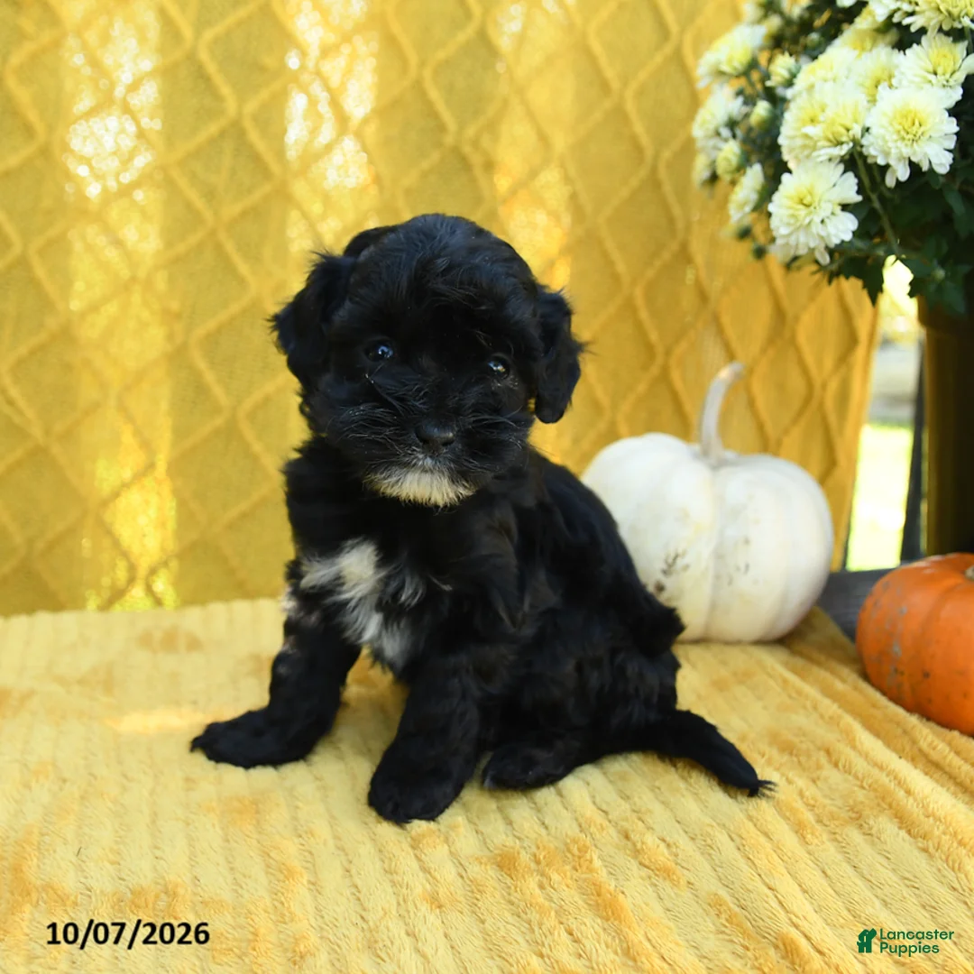 Mini Goldendoodle dogs for sale: Pip  - Ad 2