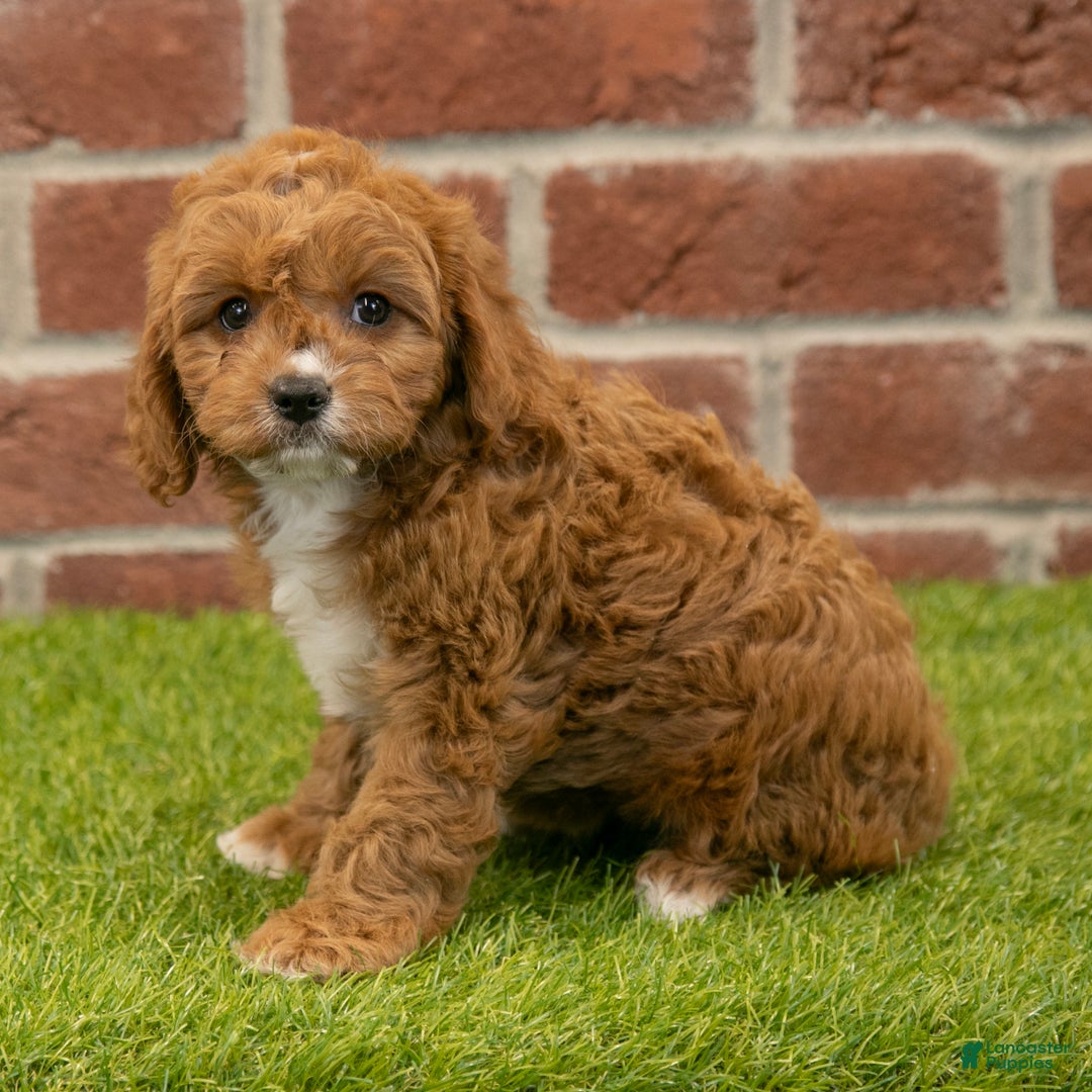 Cavapoo dogs for sale: Hailey - Ad 3