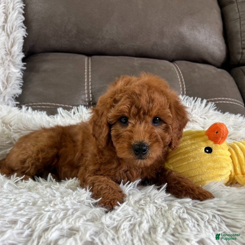 Mini Goldendoodle dogs Bentley (Micro Mini Boy) - Ad 2
