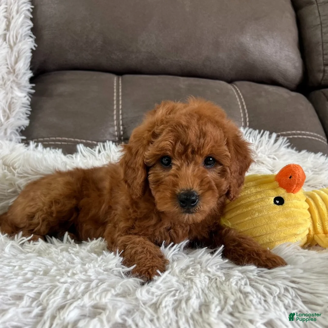 Mini Goldendoodle dogs for sale: Bentley (Micro Mini Boy) - Ad 2