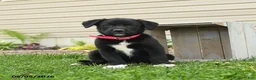 Mixed Breed dogs for sale: Barbie - Ad 3
