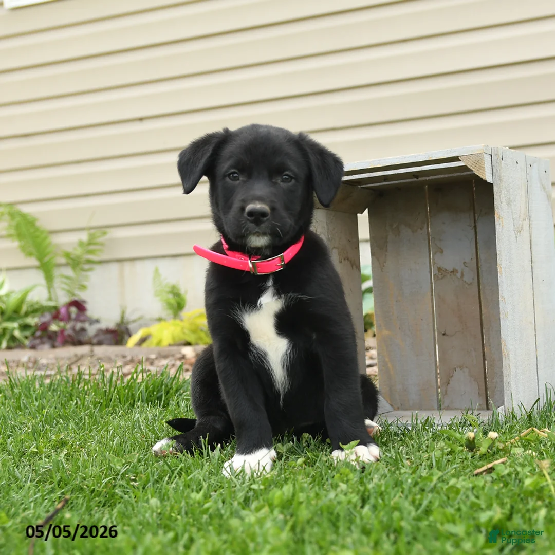 Mixed Breed dogs for sale: Barbie - Ad 3