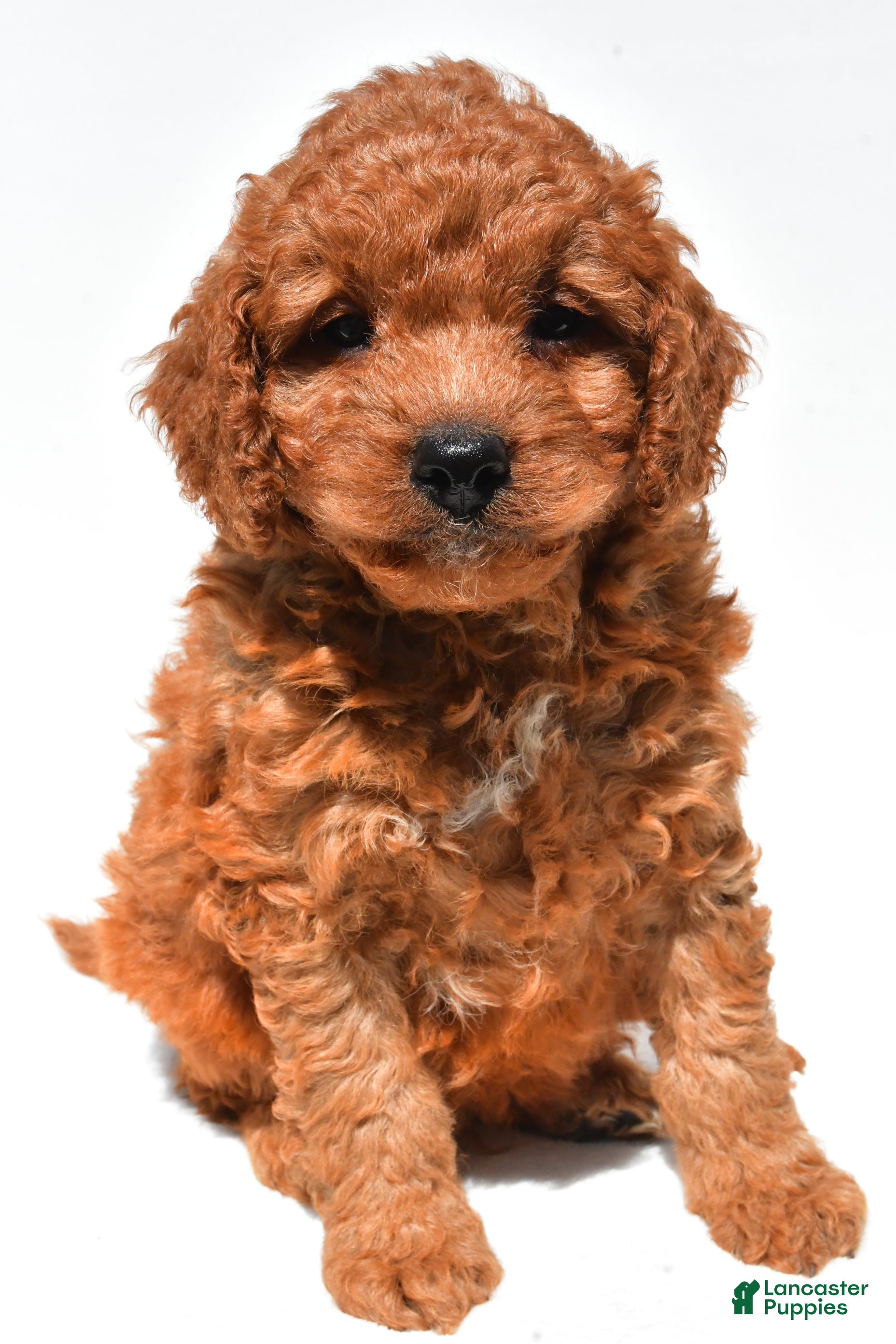 Mini Goldendoodle dogs Frankie  - Ad 1