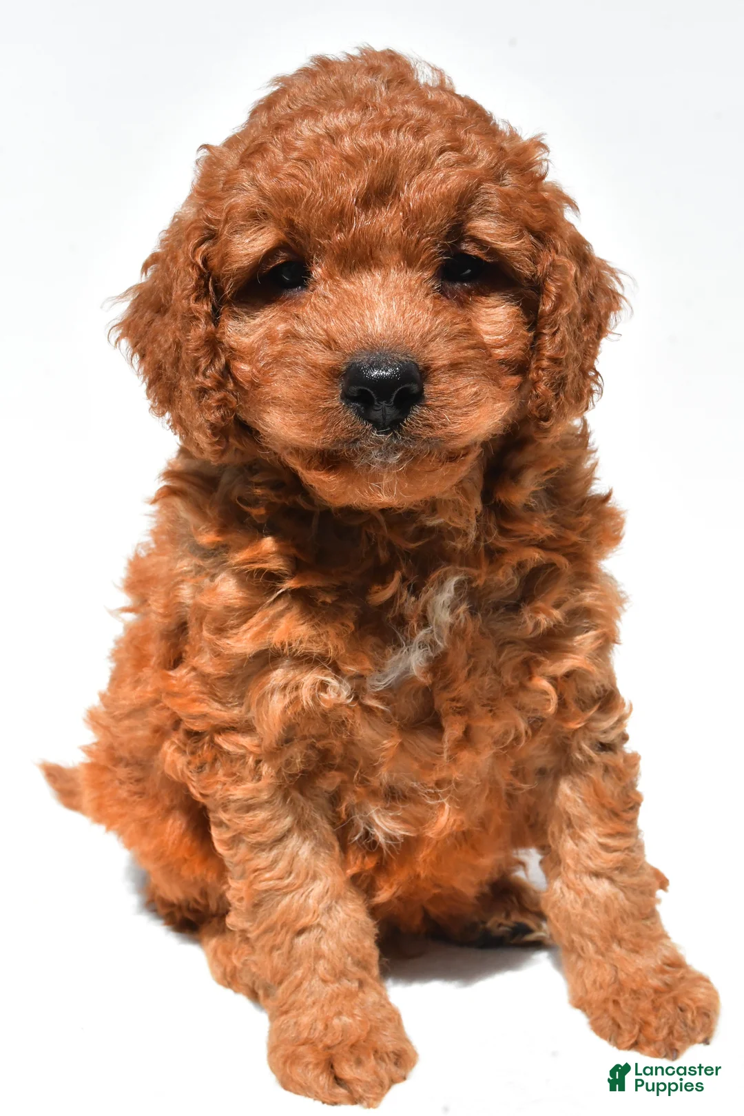 Mini Goldendoodle dogs for sale: Frankie  - Ad 1