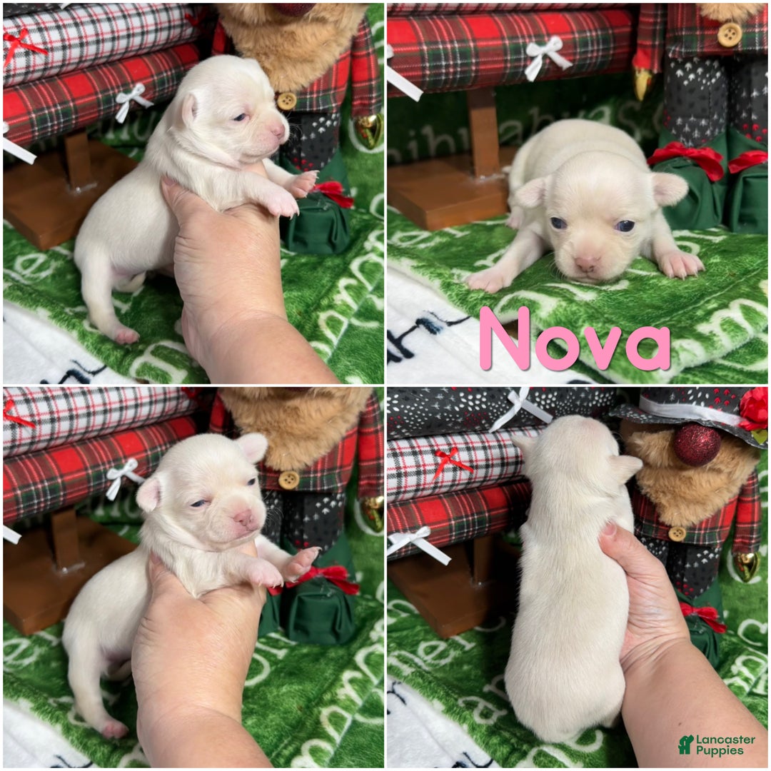 Chihuahua dogs for sale: Nova Short Coat - Ad 2