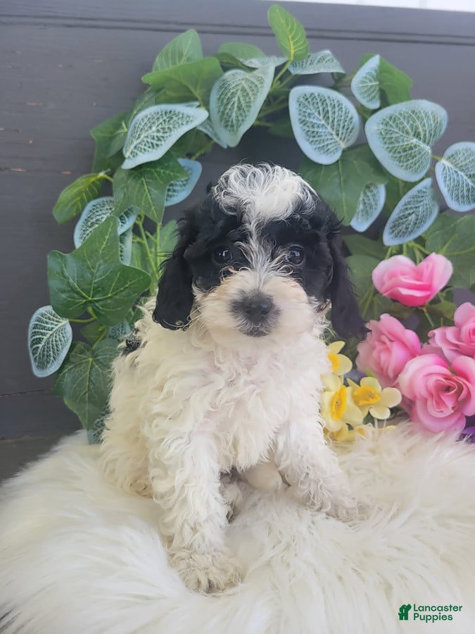 Bichpoo dogs Miss Patty - Ad 1