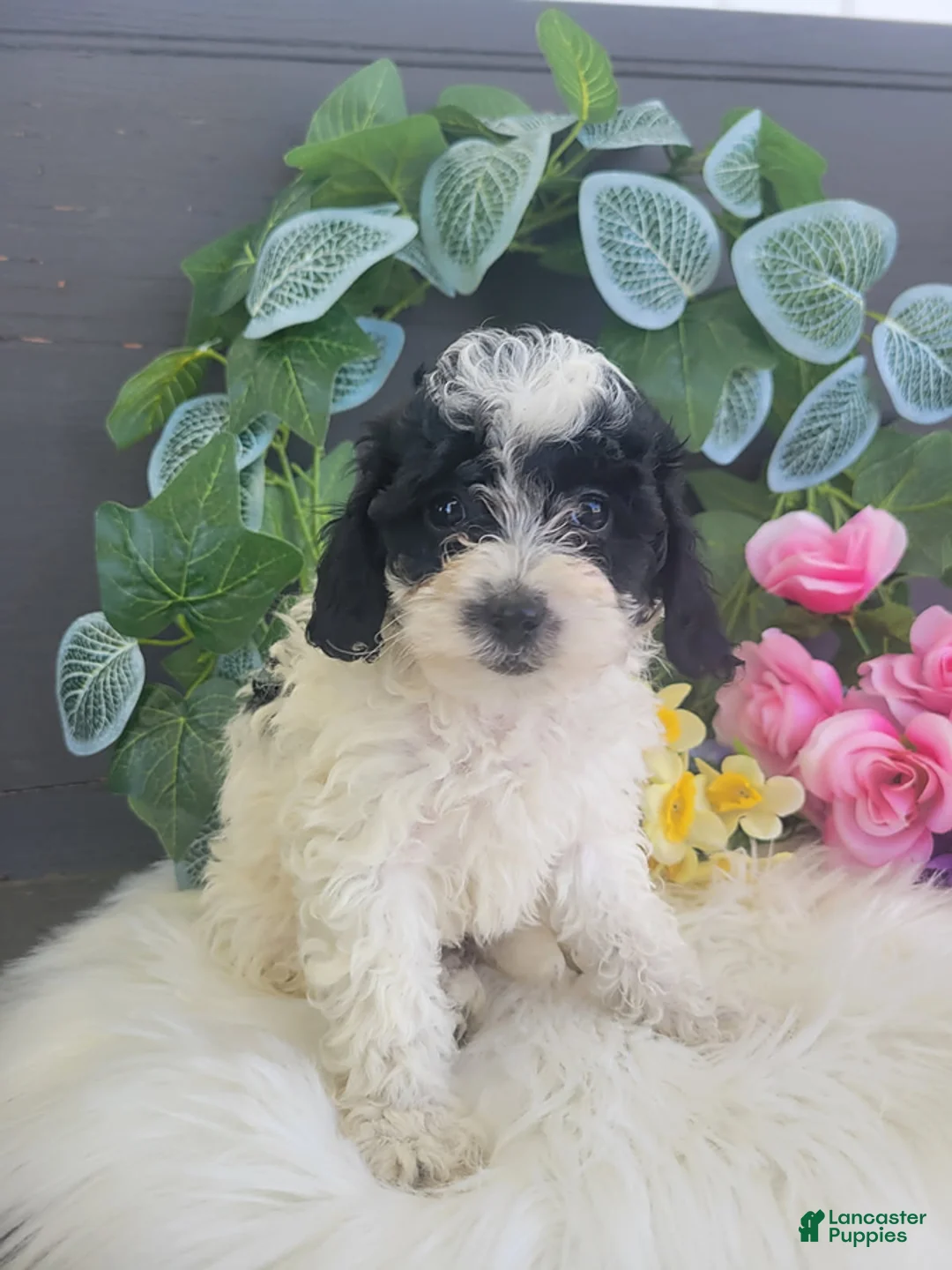 Bichpoo dogs for sale: Miss Patty - Ad 1