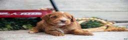 Mini Goldendoodle dogs for sale: Connon - Ad 2