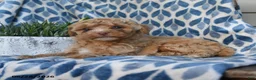 Labradoodle dogs for sale: Ayana - Ad 5