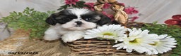 Shih Tzu dogs for sale: Sparkle - Ad 4