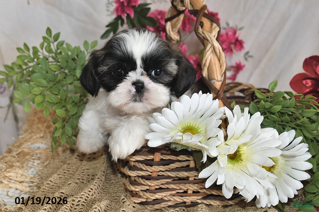 Shih Tzu dogs for sale: Sparkle - Ad 4