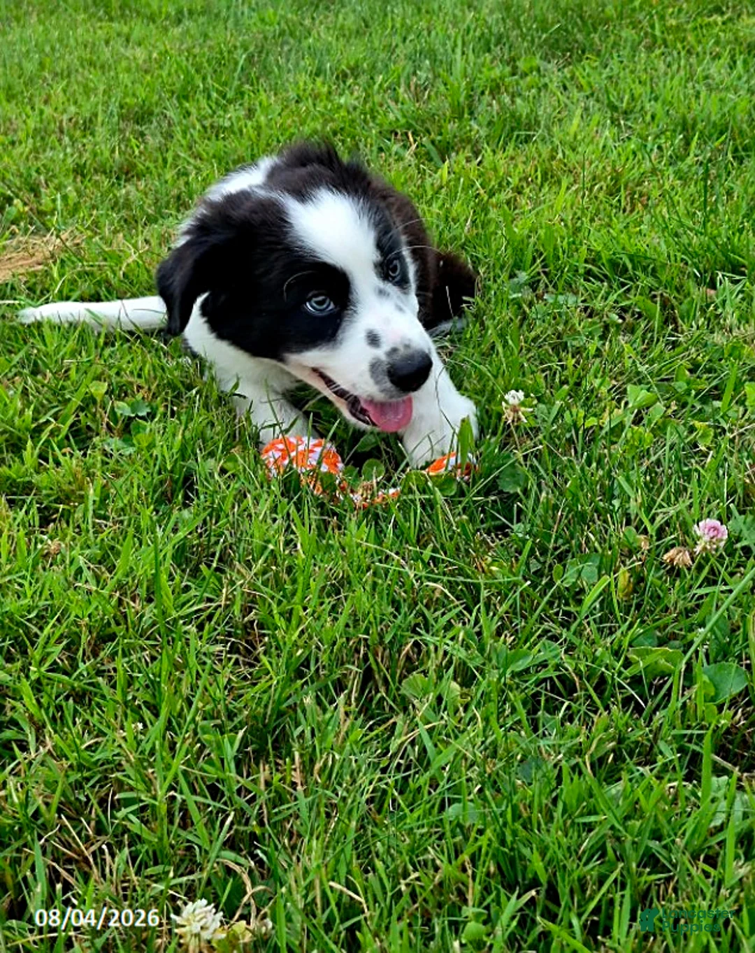 Border Collie dogs for sale: Charlie - Ad 1