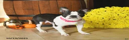 Boston Terrier dogs for sale: Raspberry - Ad 6
