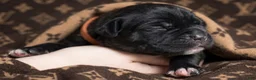 Cane Corso dogs for sale: Midnight Groove’s Ascension - Ad 4