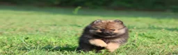 Pomeranian dogs for sale: Sable - Ad 3