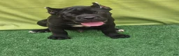 Cane Corso dogs for sale: MELLO - Ad 6