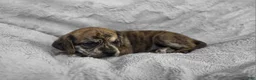 Puggle dogs for sale: Theo - Ad 4