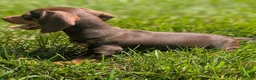 Miniature Dachshund dogs for sale: Comet - Ad 4