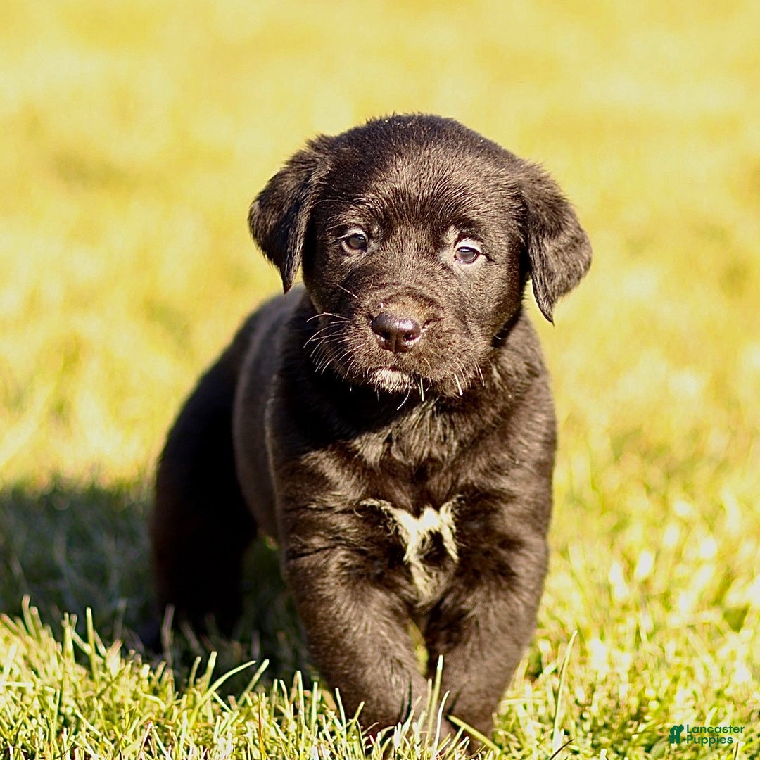 Mixed Breed dogs for sale: Logan - Ad 3