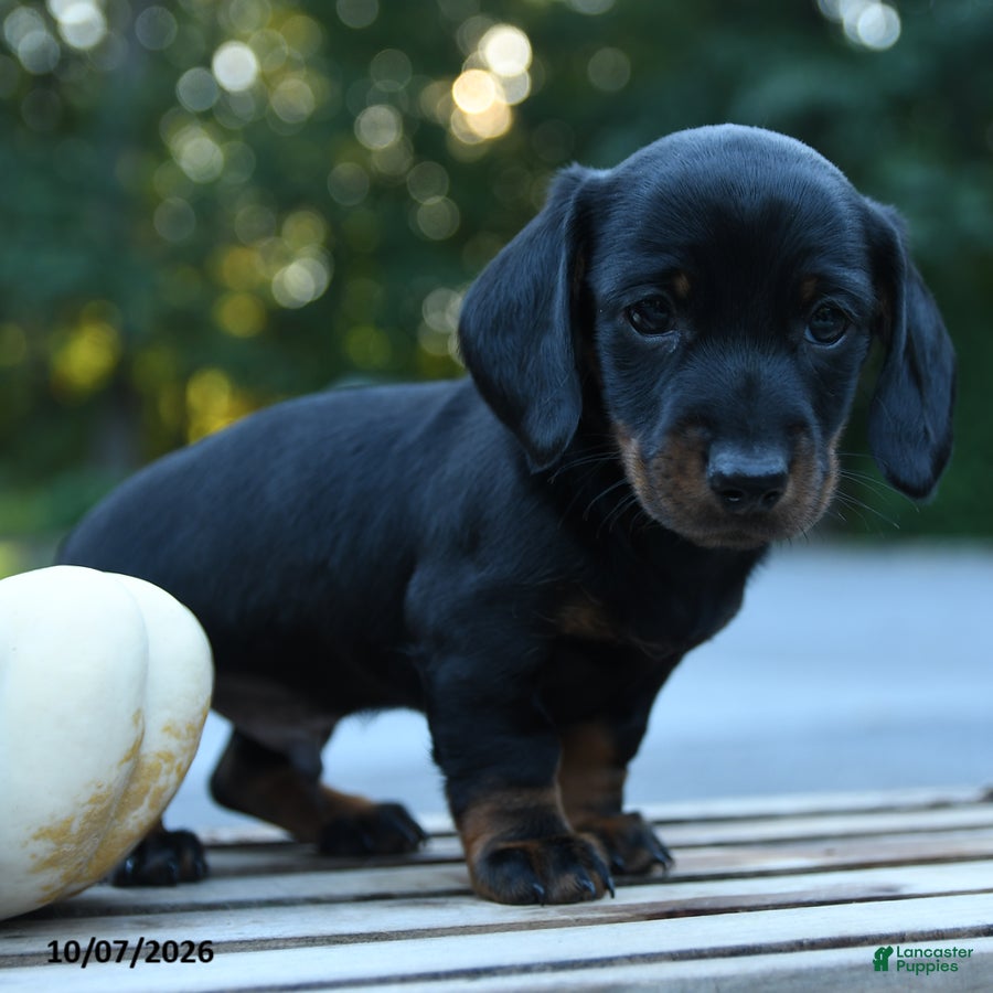 Miniature Dachshund dogs Wally - Ad 1