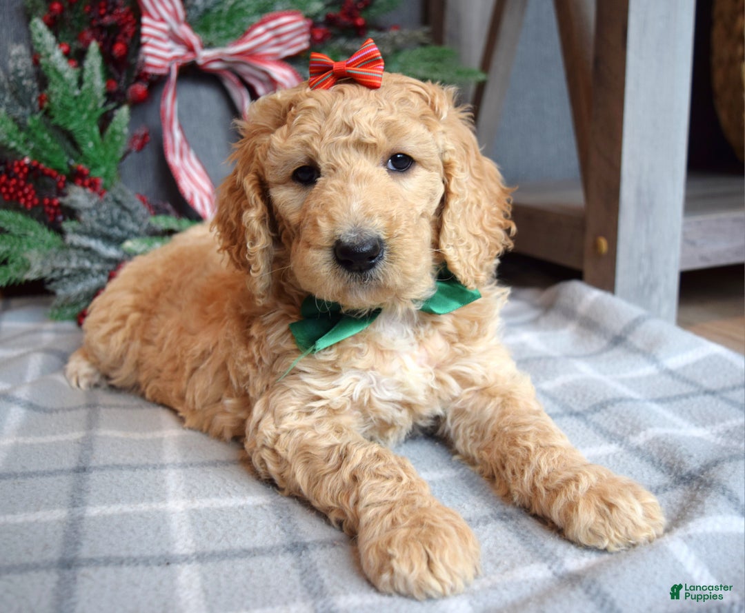 Goldendoodle dogs for sale: Piper - Ad 4