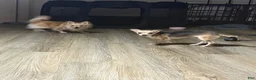 Chihuahua dogs for sale: Nova - Ad 6