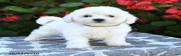 Bichon Frise dogs for sale: Olivia - Ad 5