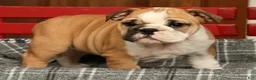 English Bulldog dogs for sale: Skye - Ad 3