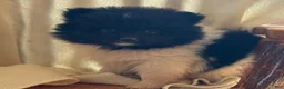 Pomeranian dogs for sale: Kyana - Ad 3