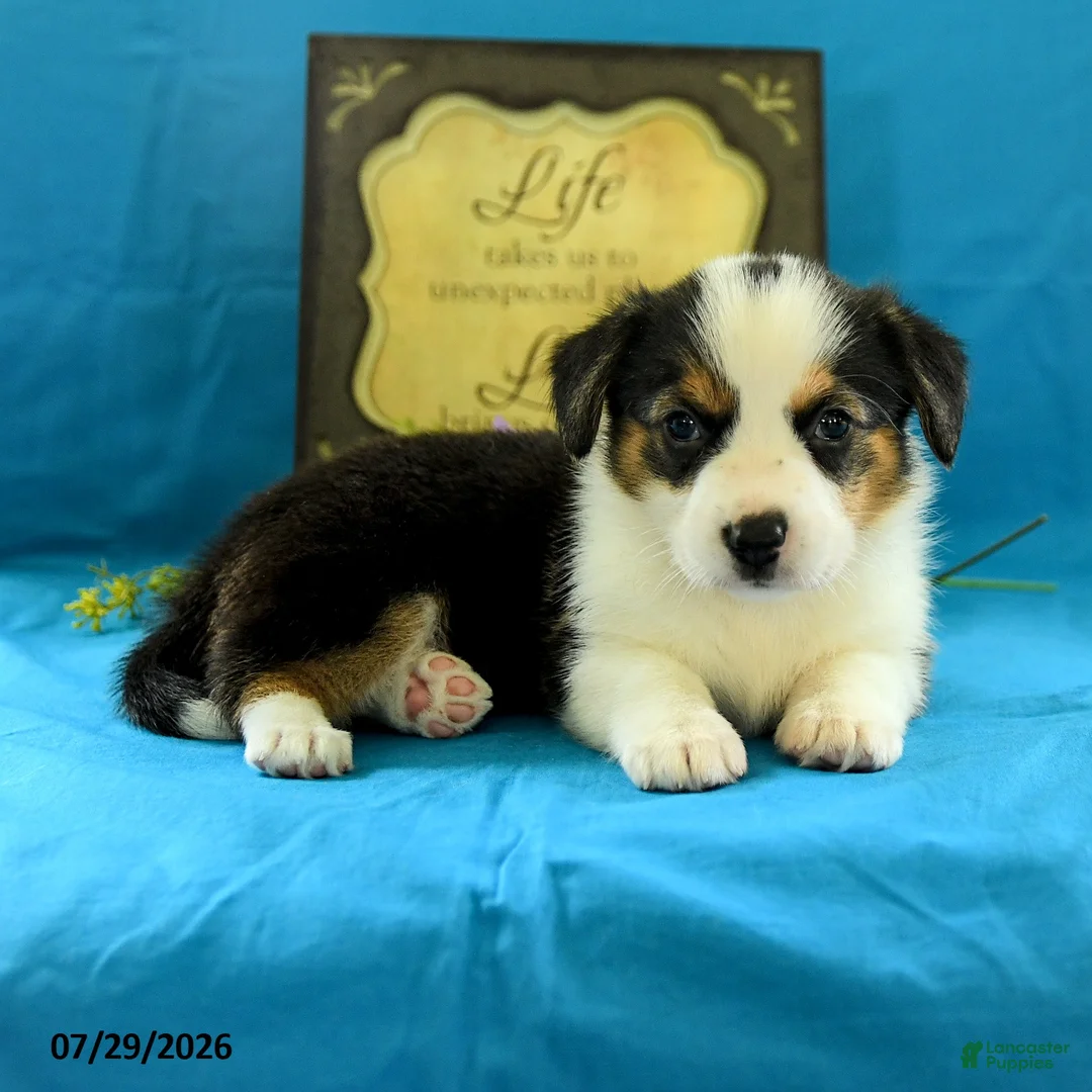 Welsh Corgi Pembroke dogs for sale: Bethany - Ad 5