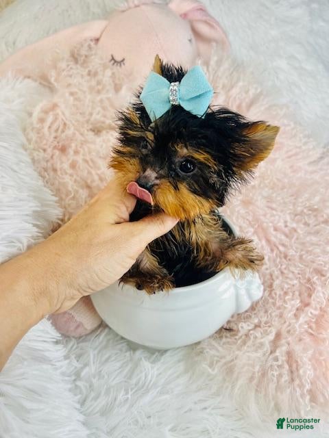 Yorkshire Terrier dogs Yorkshire Terrier Puppy 1 - Ad 2