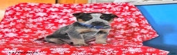 Australian Cattle Dog dogs for sale: Jinx - Ad 4