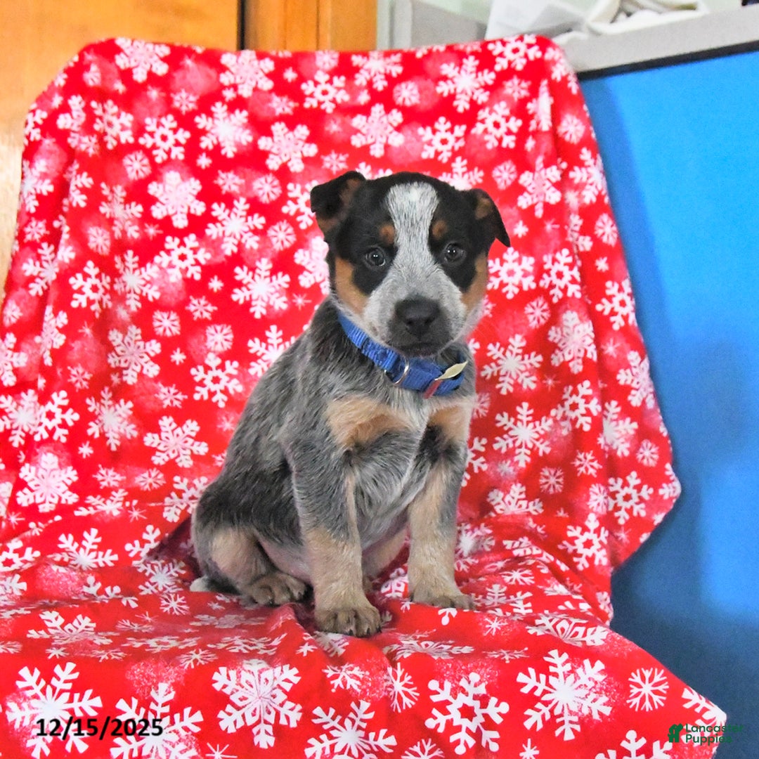 Australian Cattle Dog dogs for sale: Jinx - Ad 4