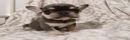 French Bulldog dogs for sale: Leo - Ad 3