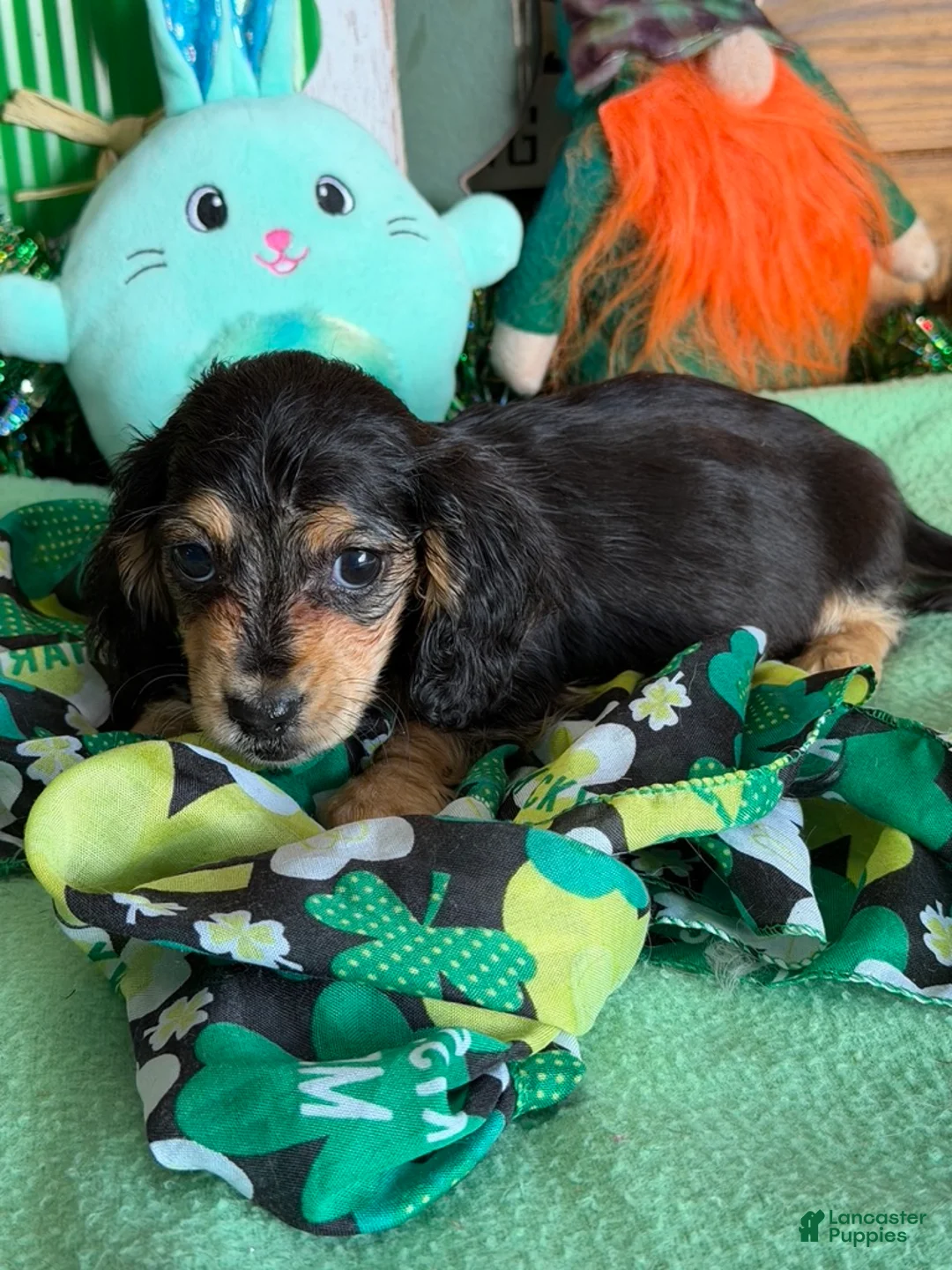 Miniature Dachshund dogs for sale: Scout - Ad 1