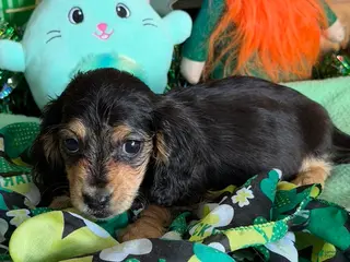 Miniature Dachshund dogs Scout - Ad 12
