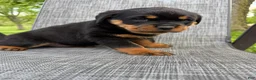 Rottweiler dogs for sale: Stella - Ad 16