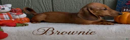 Miniature Dachshund dogs for sale: Brownie - Ad 3